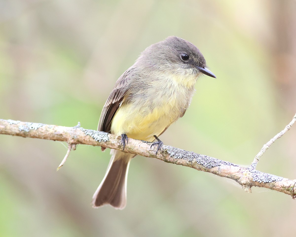 Eastern Phoebe - ML643767820