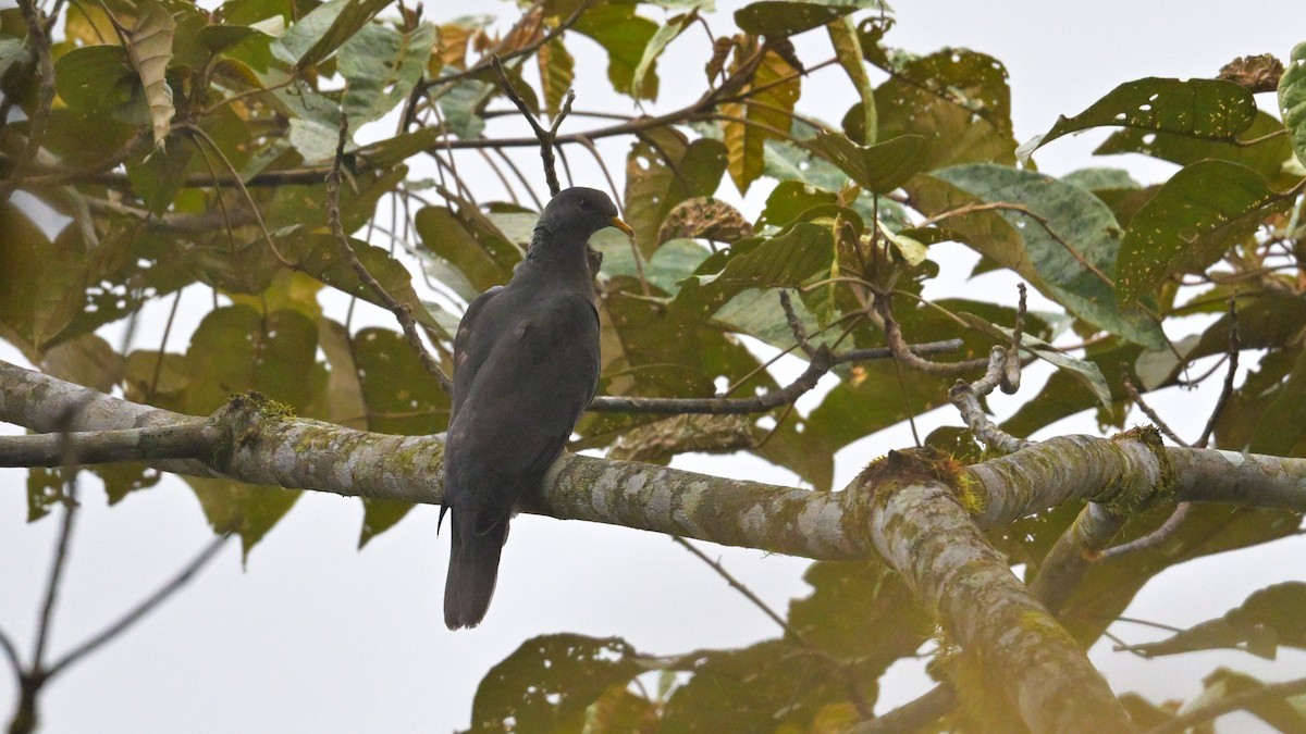 Band-tailed Pigeon - ML643767831