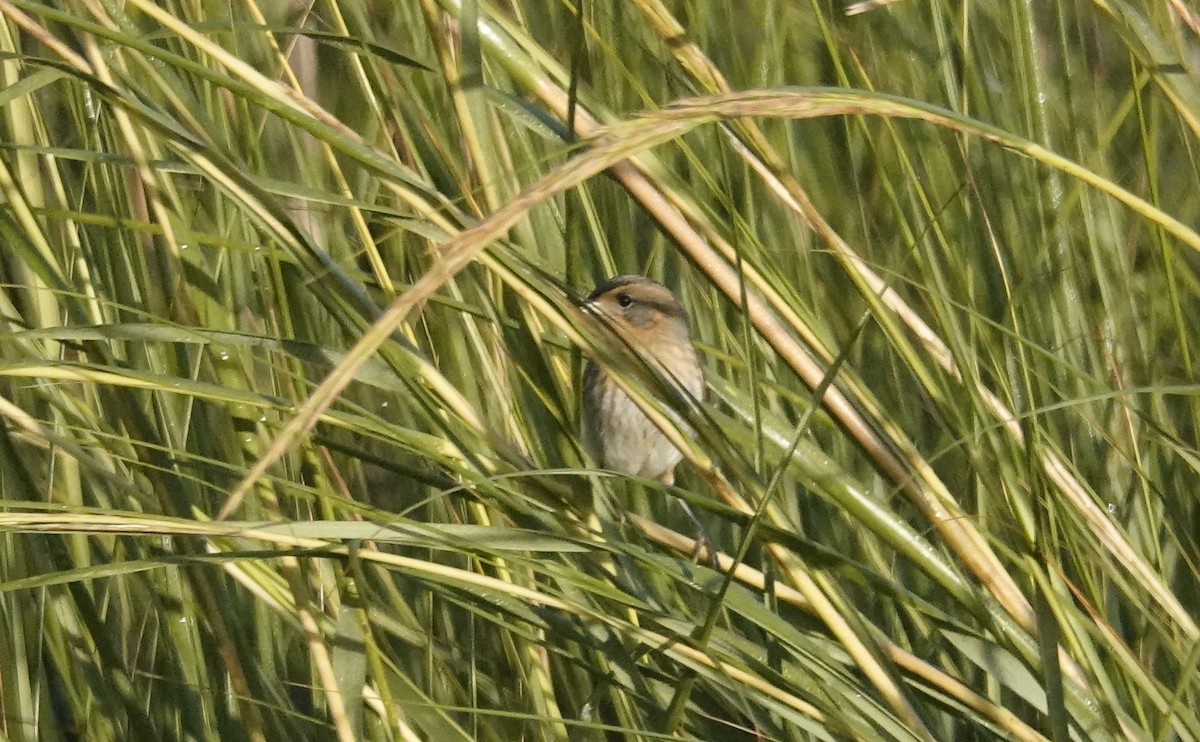 Nelson's Sparrow - ML643767835