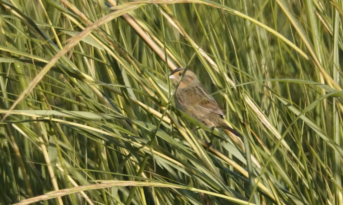 Nelson's Sparrow - ML643767836