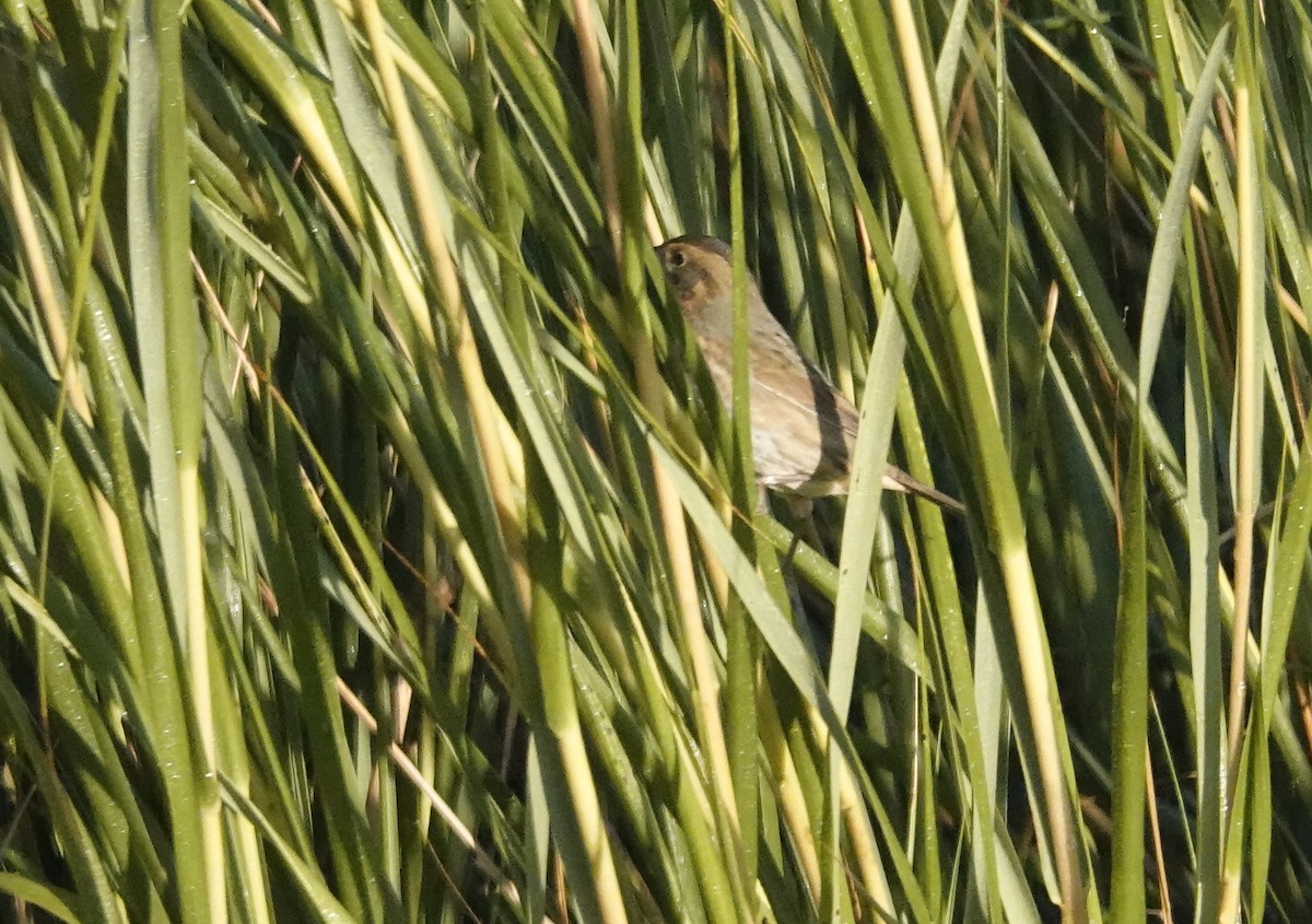 Nelson's Sparrow - ML643767837