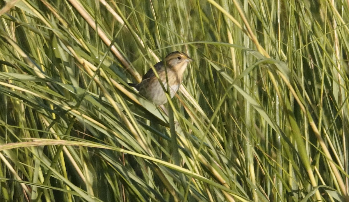 Nelson's Sparrow - ML643767838