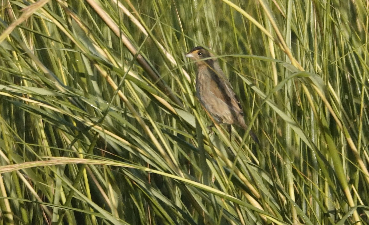 Nelson's Sparrow - ML643767839