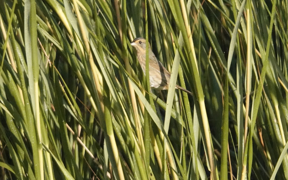 Nelson's Sparrow - ML643767840