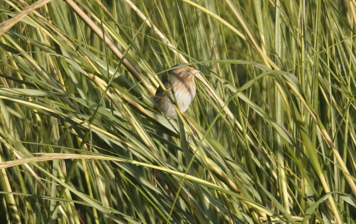 Nelson's Sparrow - ML643767841