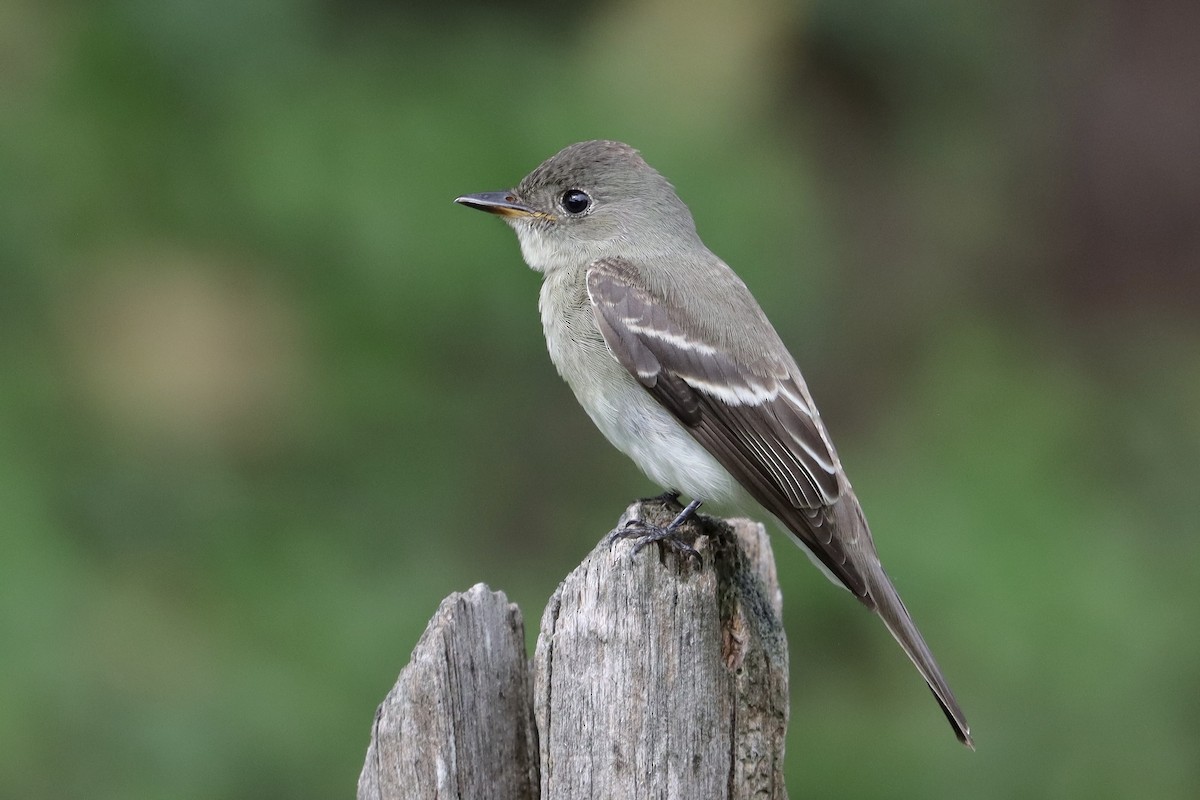 Western/Eastern Wood-Pewee - ML643767845