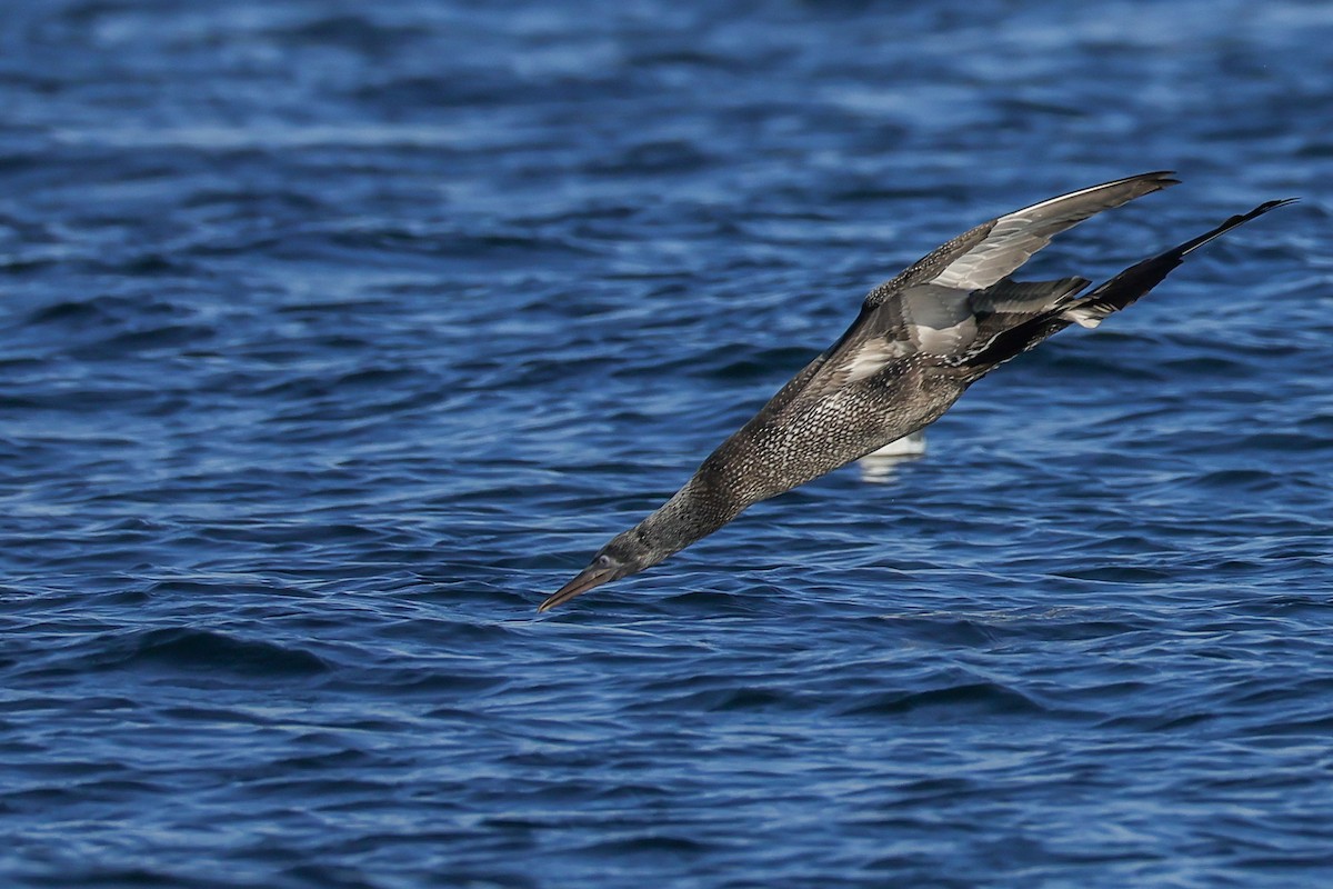 Northern Gannet - ML643767872