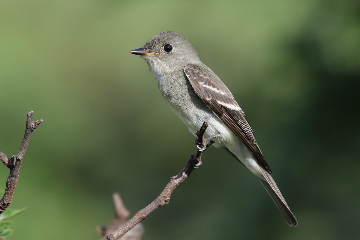 Western/Eastern Wood-Pewee - ML643767900