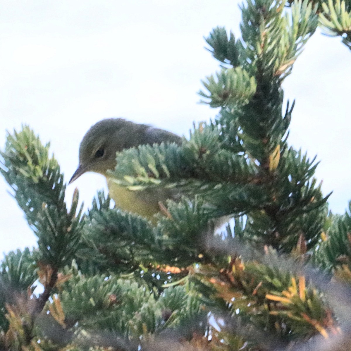 Common Yellowthroat - ML643767905