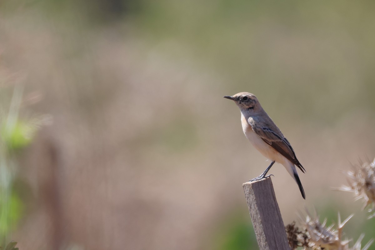 Eastern Black-eared Wheatear - ML643767921