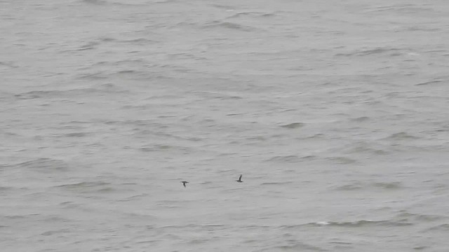 Razorbill - ML643767936