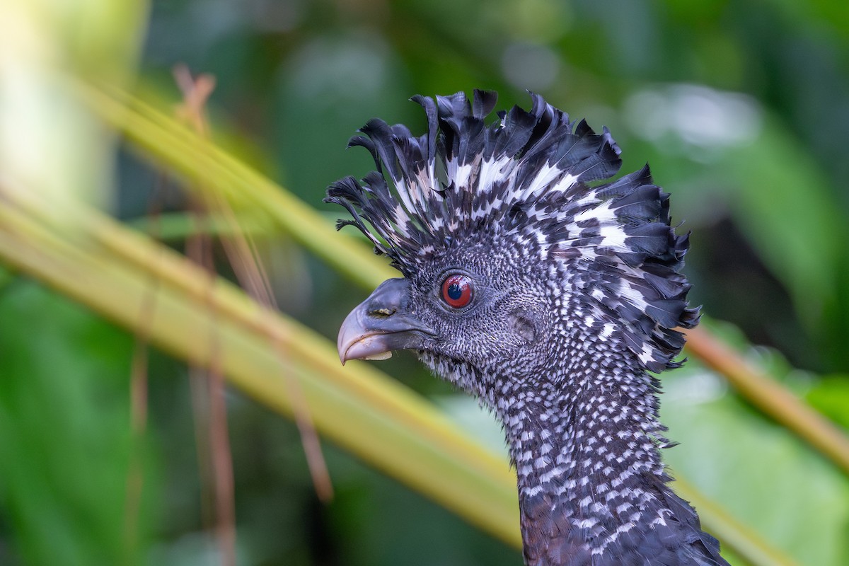 Кракс великий - ML643767965