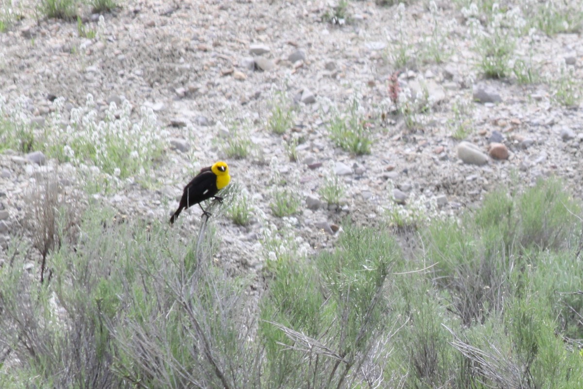 Yellow-headed Blackbird - ML643767968