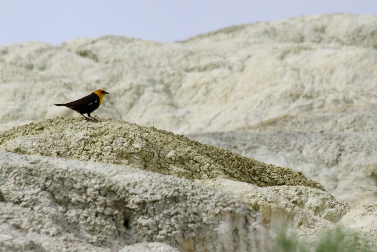 Yellow-headed Blackbird - ML643767969