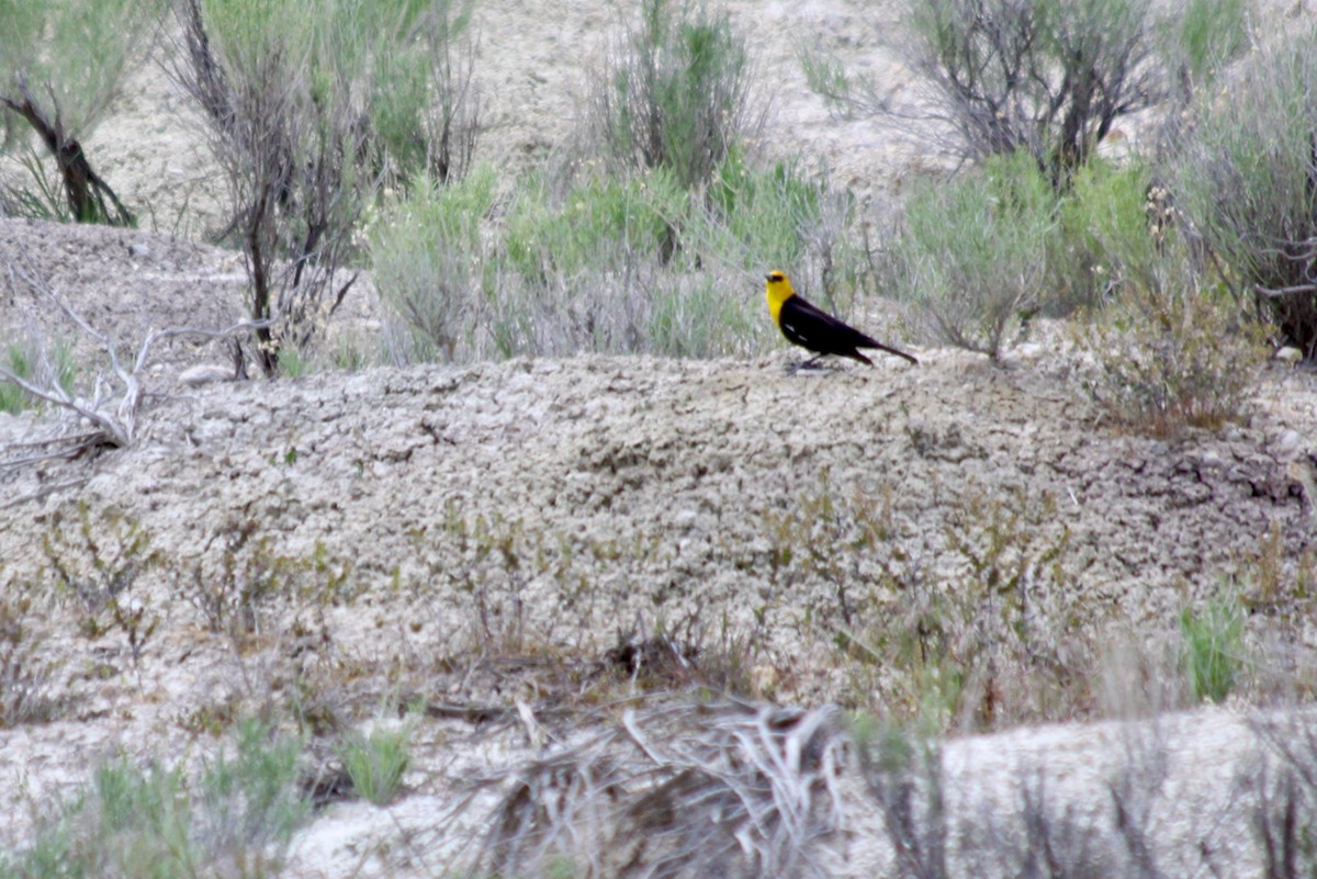 Yellow-headed Blackbird - ML643767970
