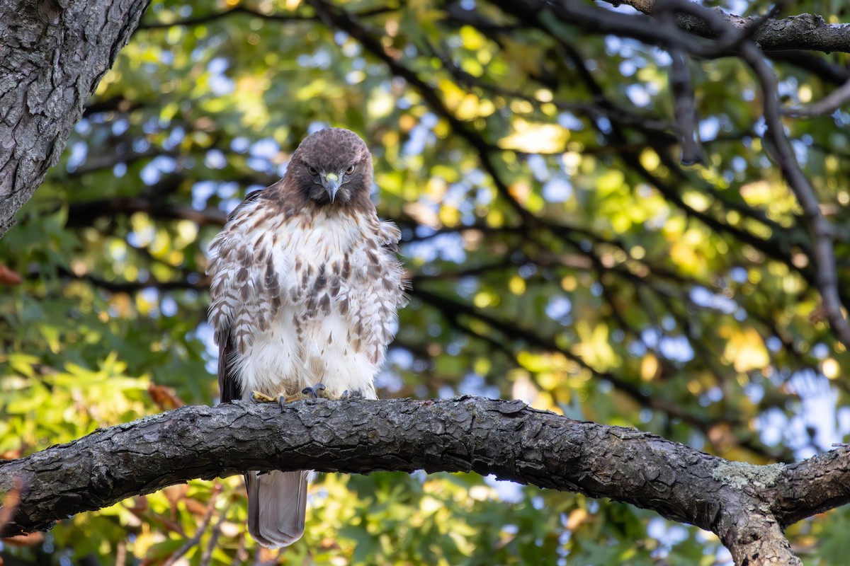 Red-tailed Hawk - ML643767971