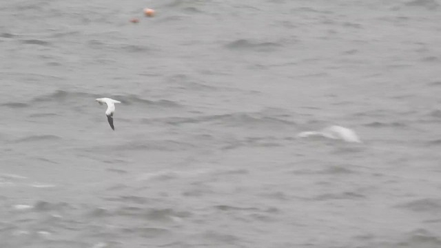 Northern Gannet - ML643767977