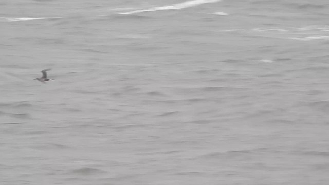 Northern Gannet - ML643767979