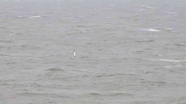 Northern Gannet - ML643767980