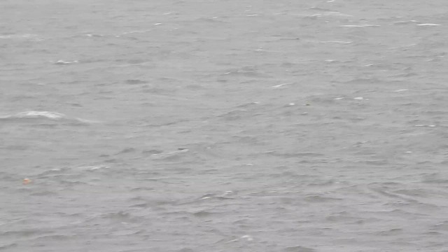 Northern Gannet - ML643767981