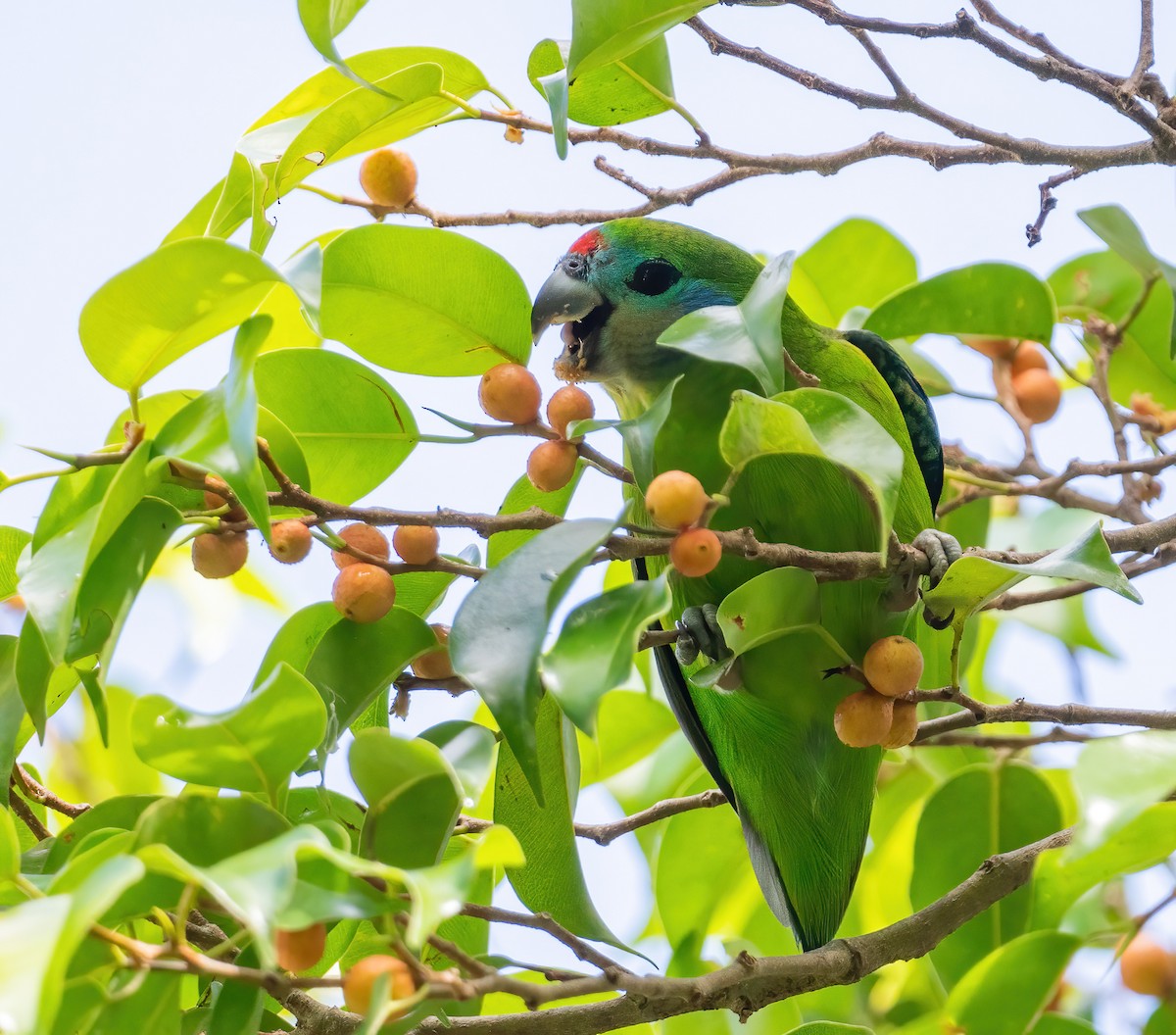 Double-eyed Fig-Parrot - ML643768009