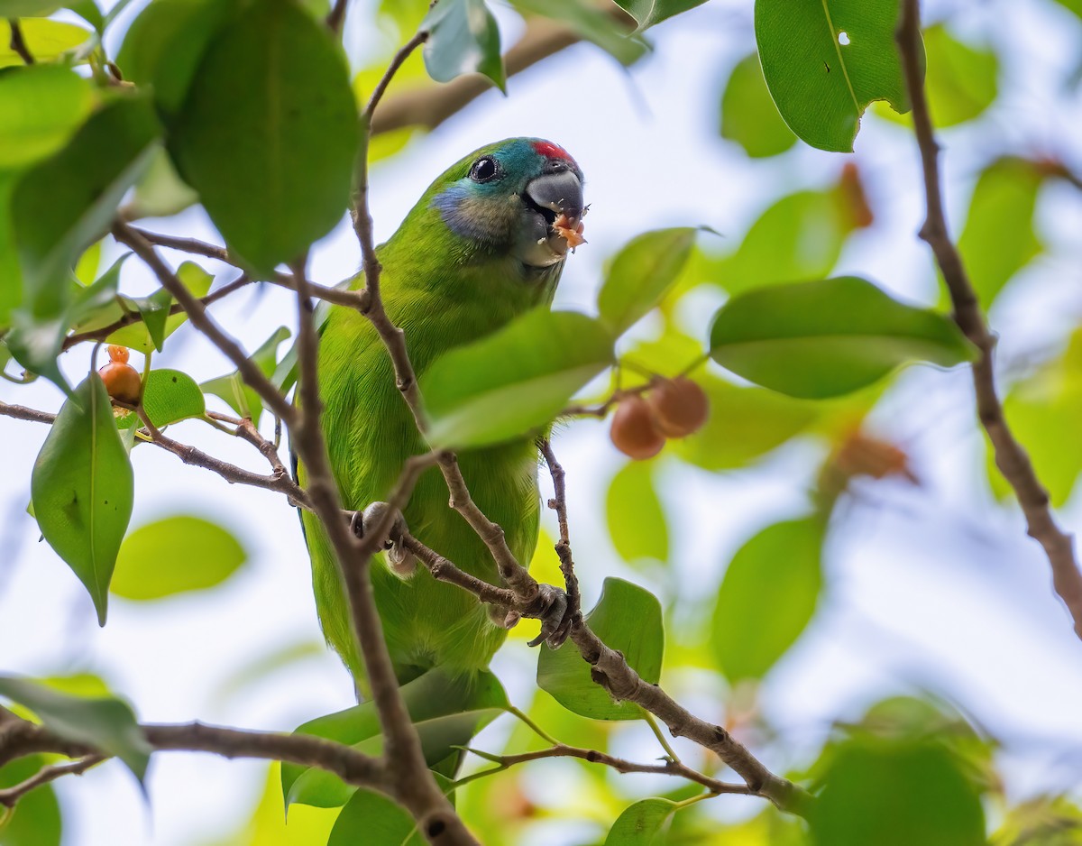 Double-eyed Fig-Parrot - ML643768011