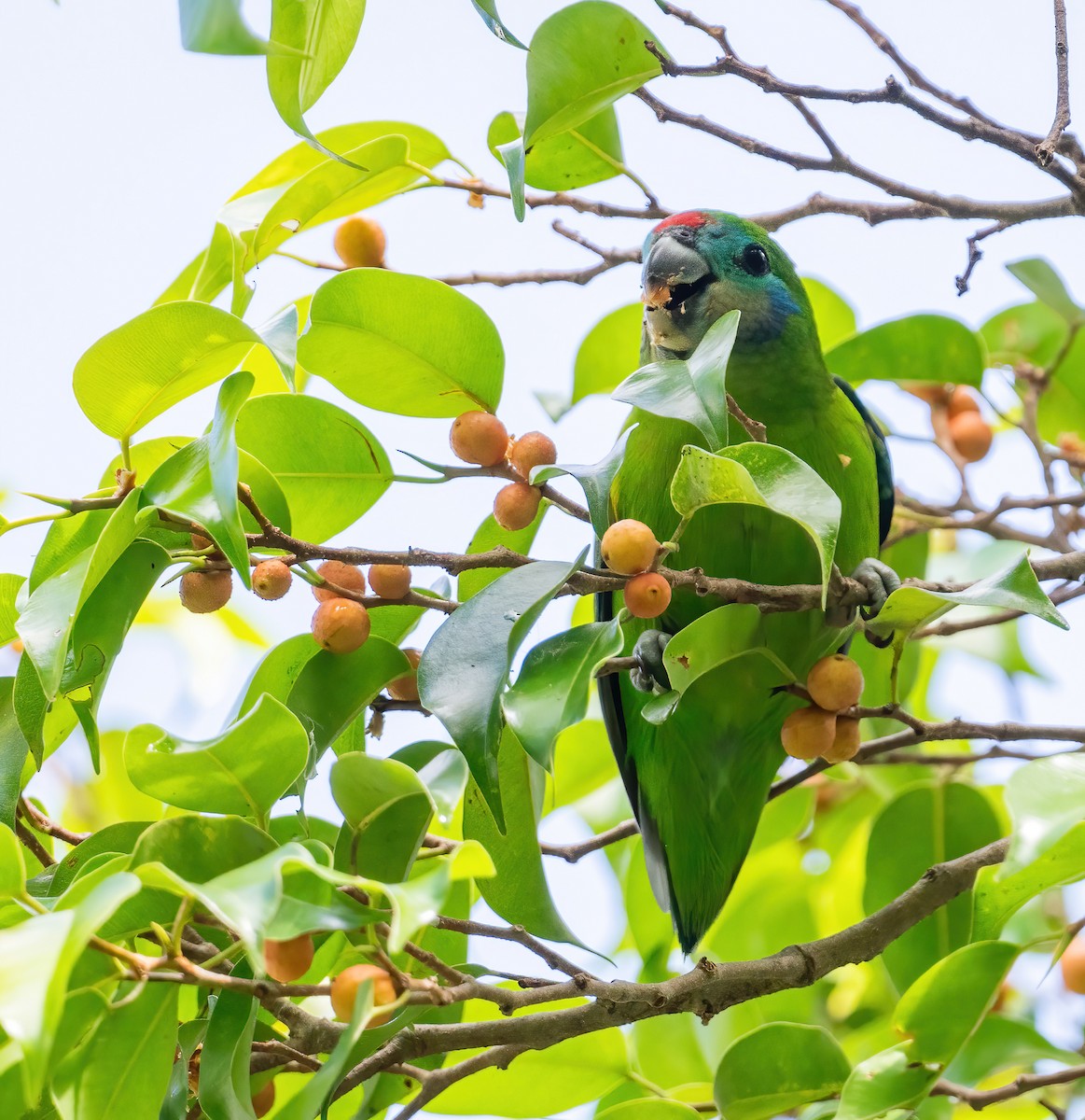 Double-eyed Fig-Parrot - ML643768017