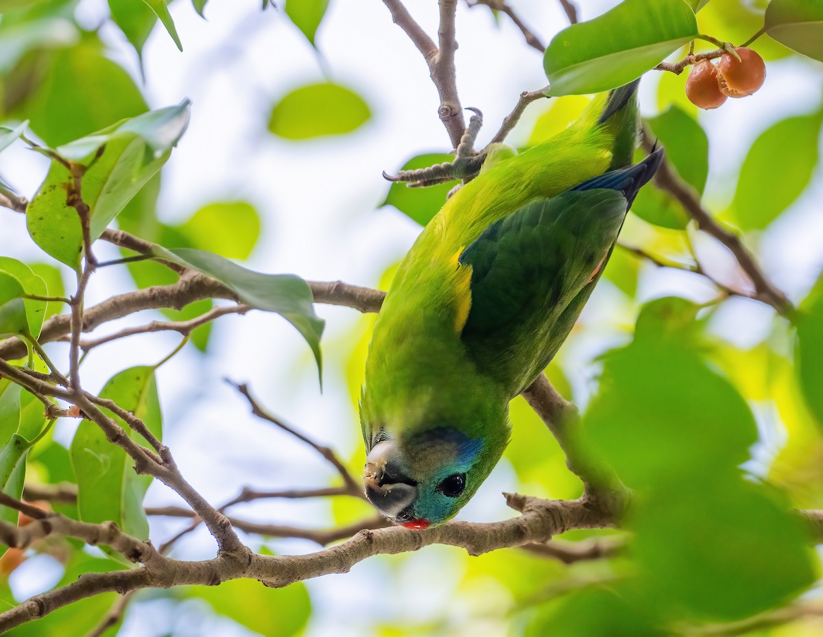 Double-eyed Fig-Parrot - ML643768019