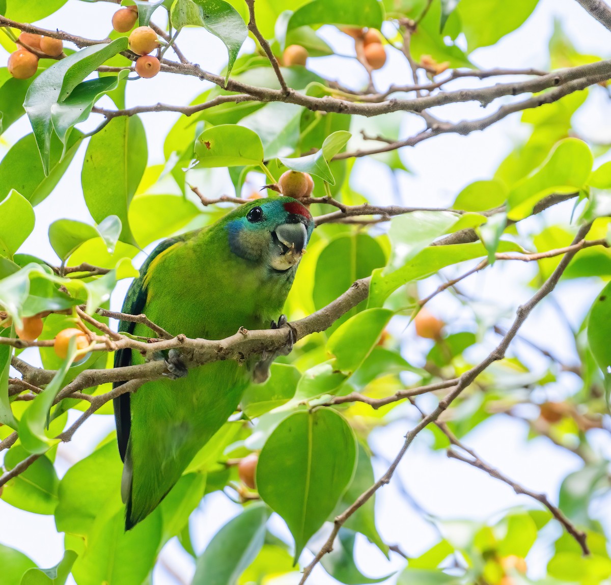 Double-eyed Fig-Parrot - ML643768020
