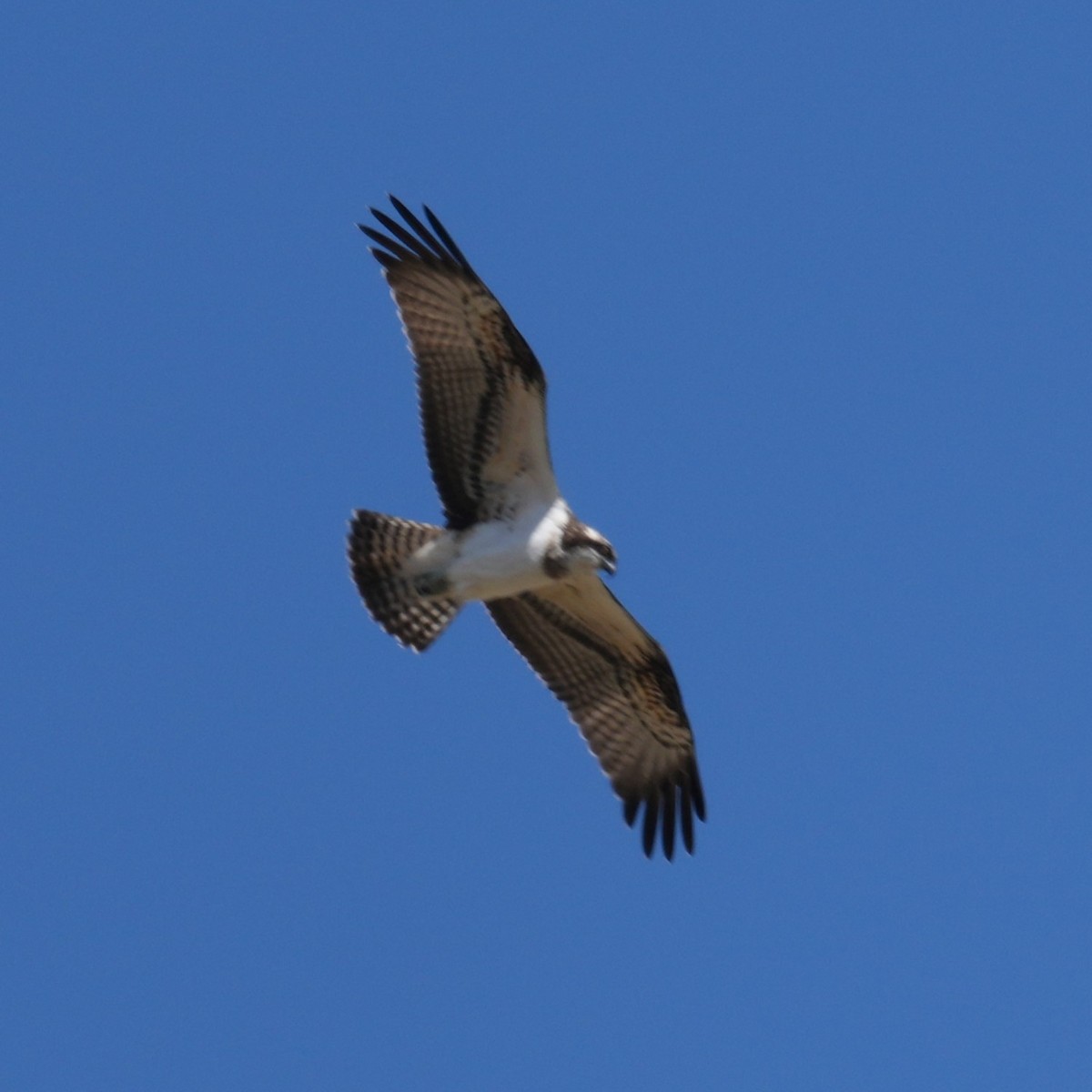 Osprey - ML643768021