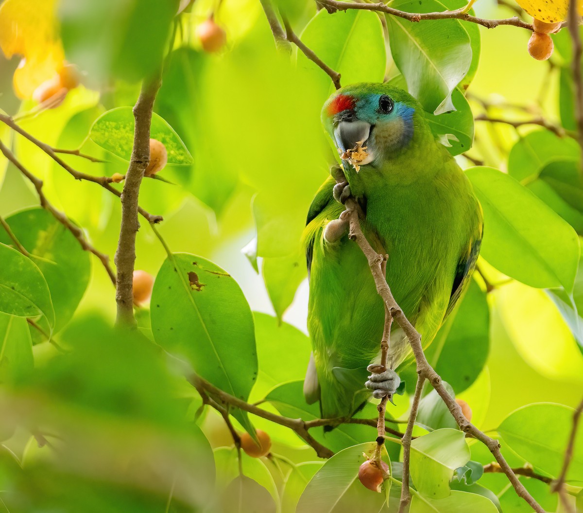 Double-eyed Fig-Parrot - ML643768022