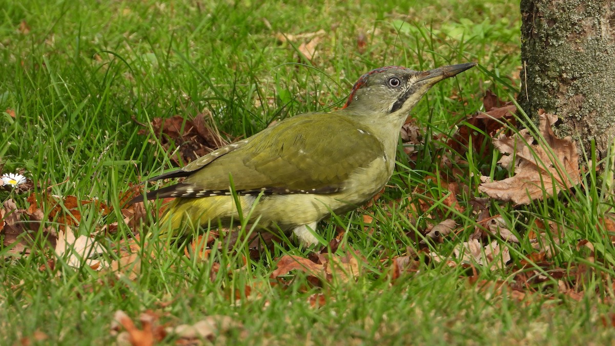 Pito Ibérico - ML643768024