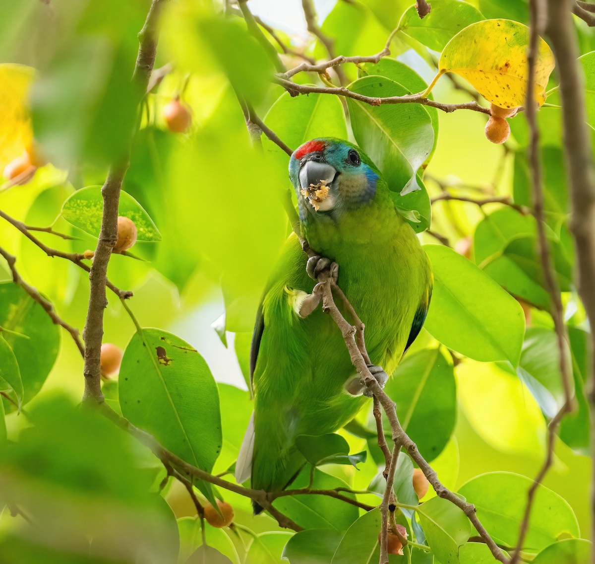 Double-eyed Fig-Parrot - ML643768025