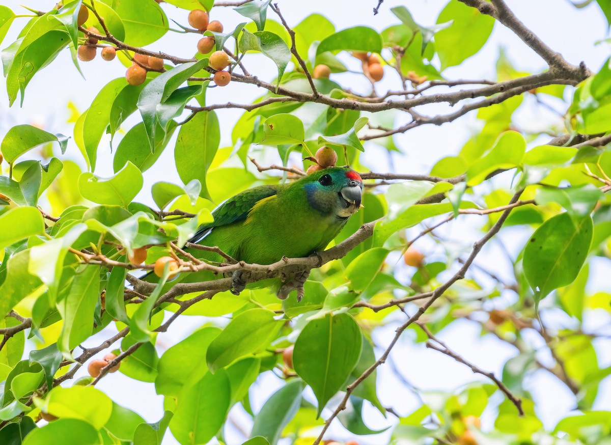 Double-eyed Fig-Parrot - ML643768026
