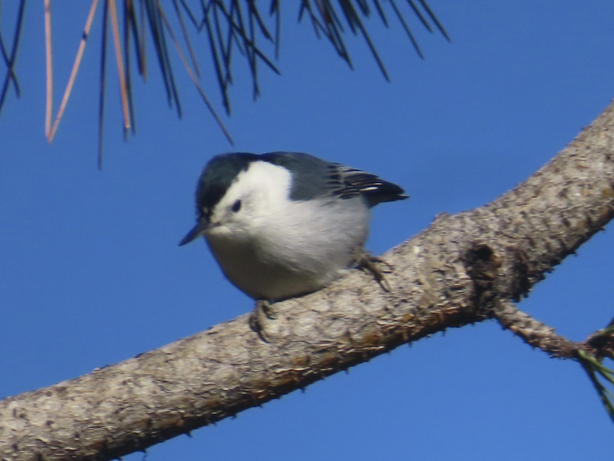 White-breasted Nuthatch - ML643768045