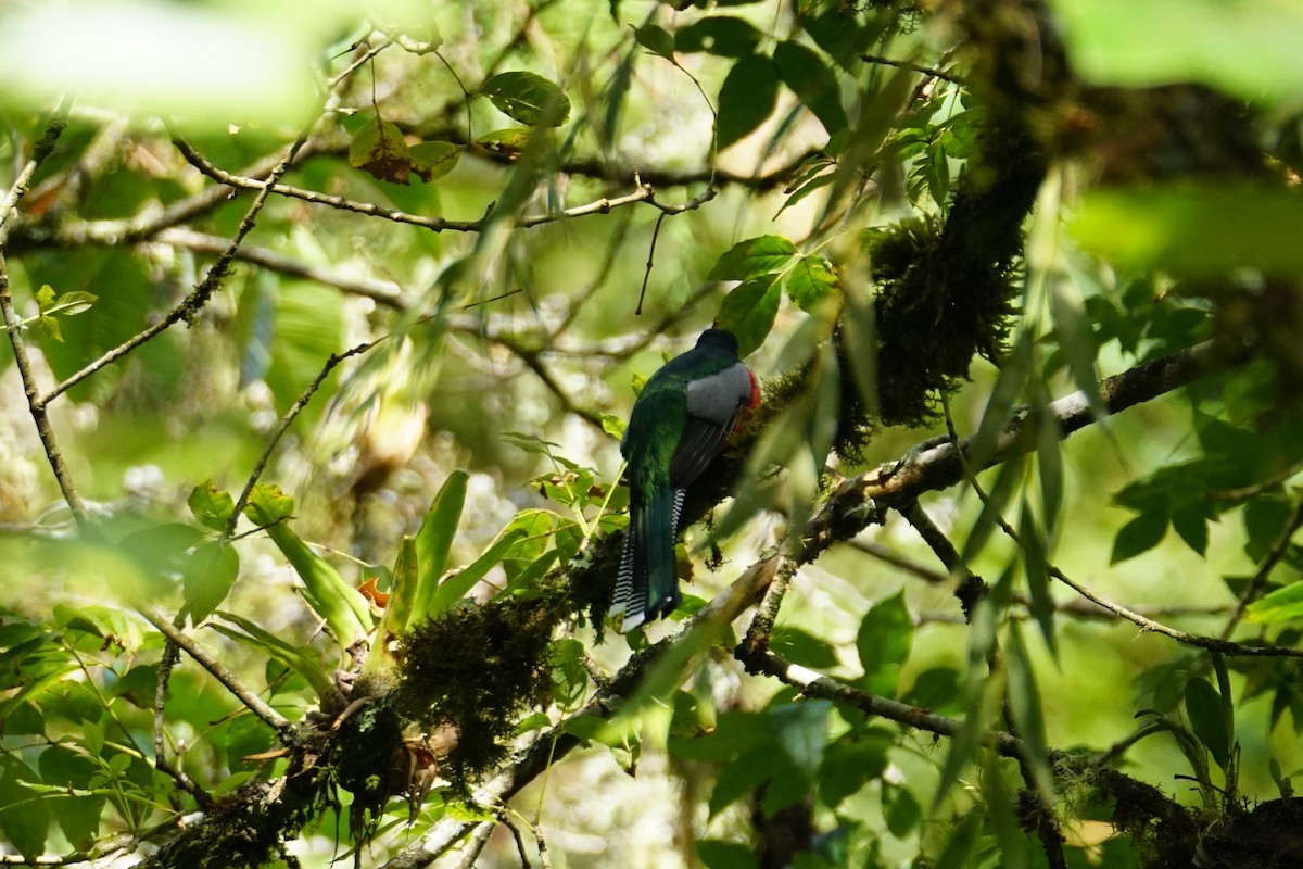 Collared Trogon (Collared) - ML643768055