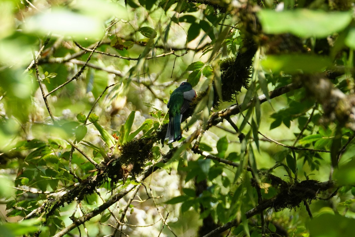 Collared Trogon (Collared) - ML643768056