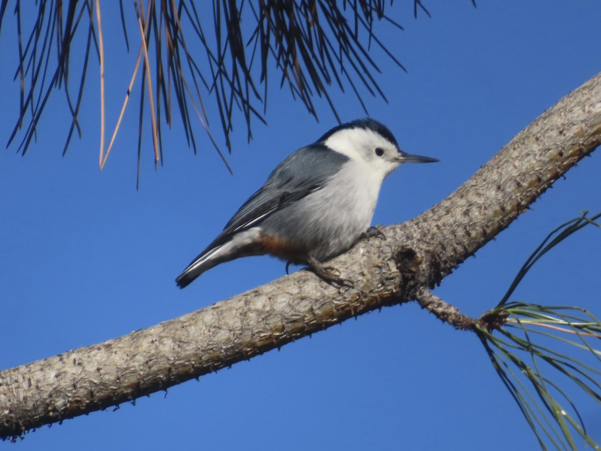 White-breasted Nuthatch - ML643768059