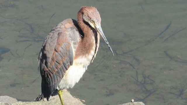 Tricolored Heron - ML643768060