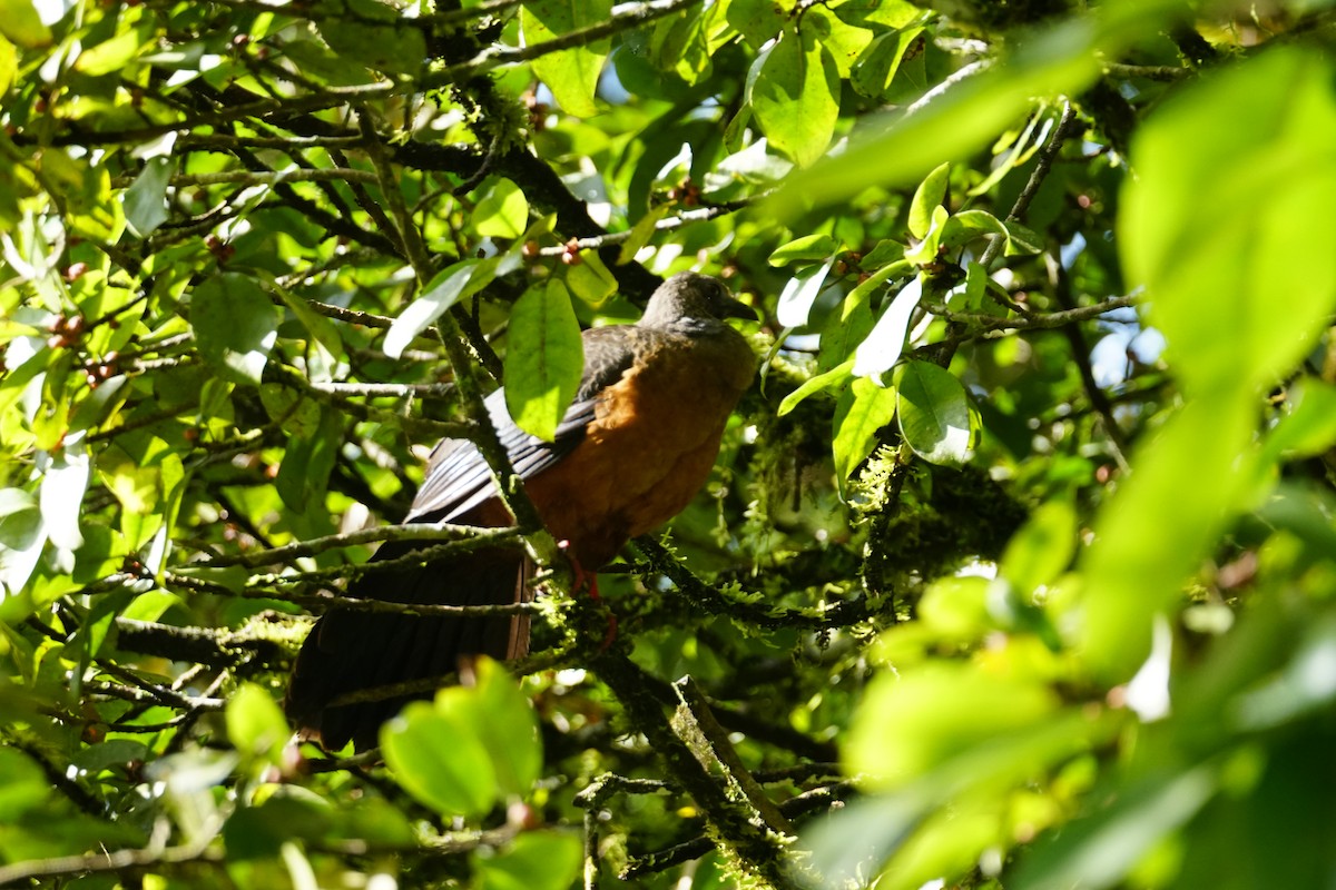 blåmaskehokko - ML643768070