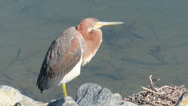 Tricolored Heron - ML643768073