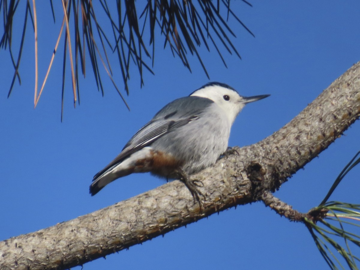 White-breasted Nuthatch - ML643768078