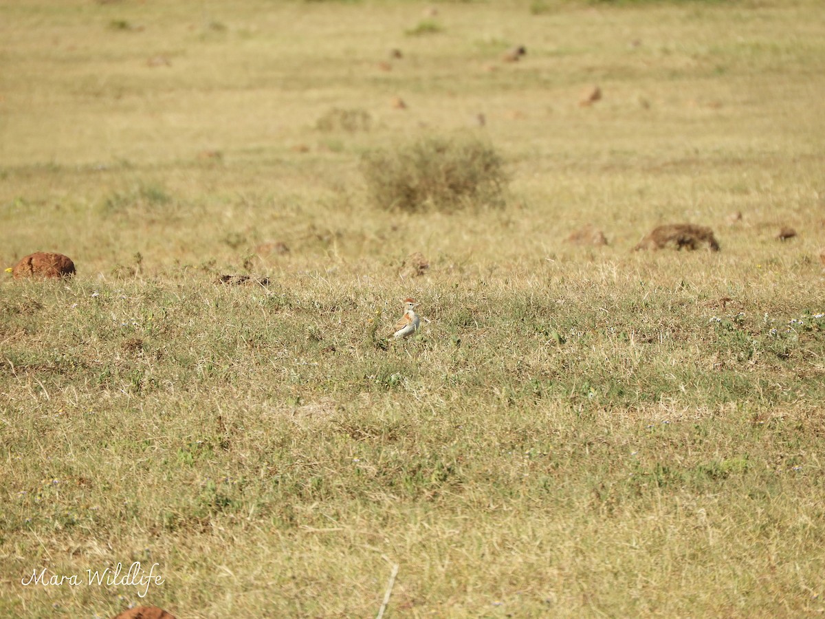 Red-capped Lark - ML643768084