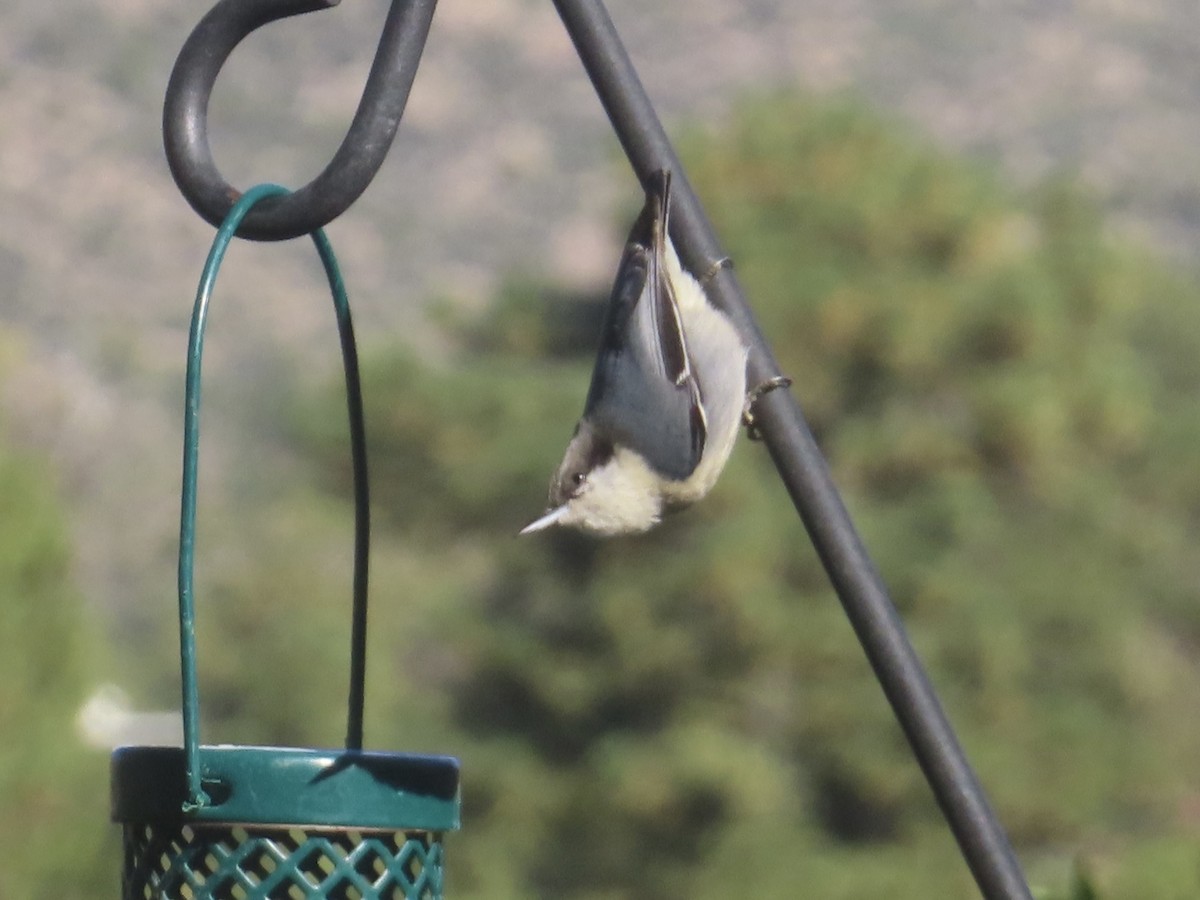 Pygmy Nuthatch - ML643768086
