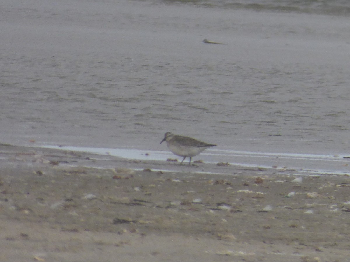 Red Knot - ML643768105