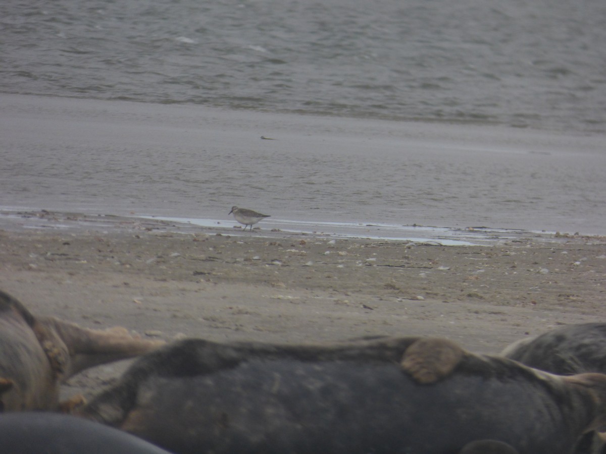 Red Knot - ML643768106