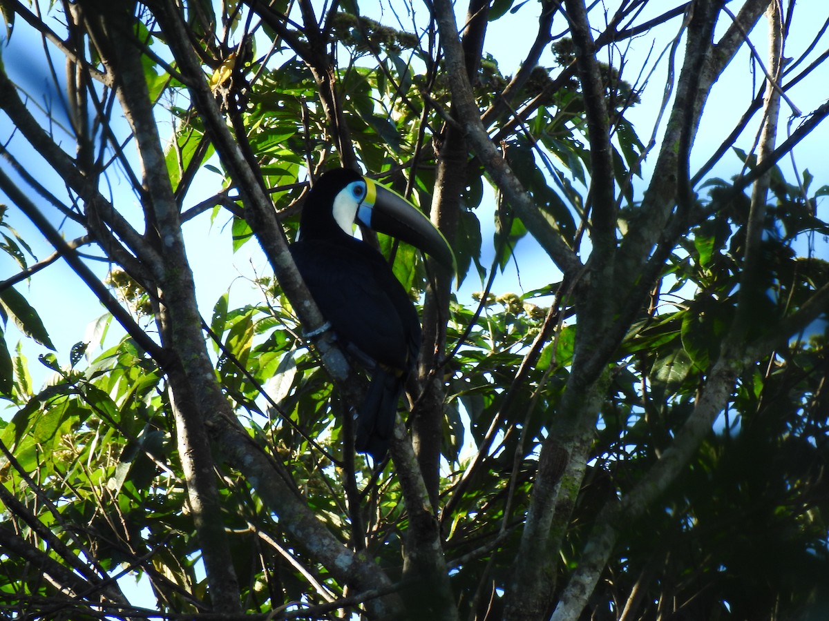 White-throated Toucan - ML643768123
