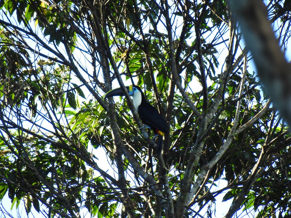 White-throated Toucan - ML643768132
