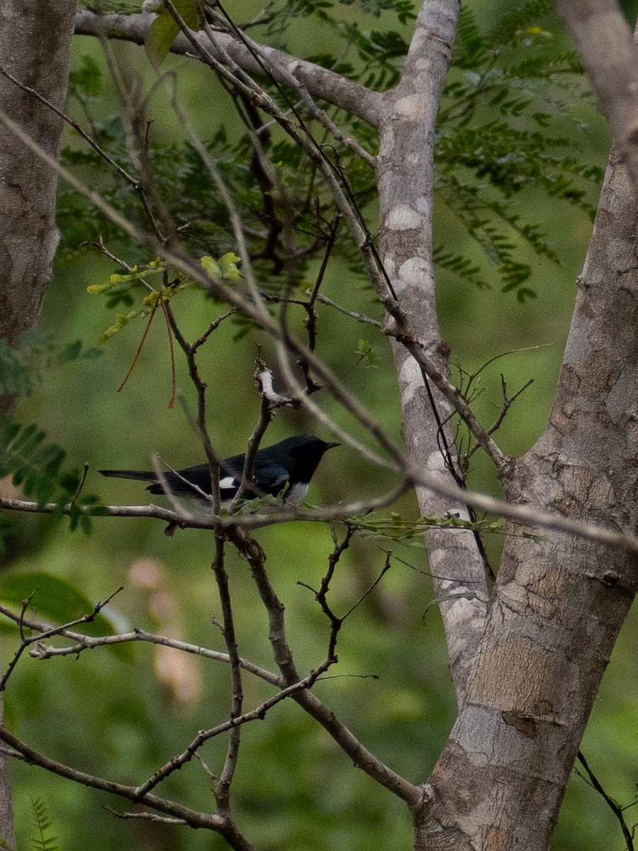 Black-throated Blue Warbler - ML643768152