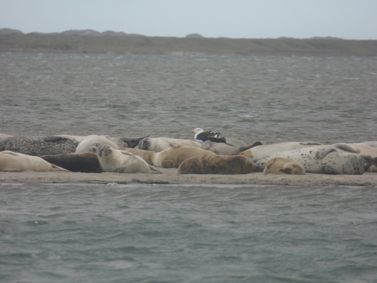 Great Black-backed Gull - ML643768160
